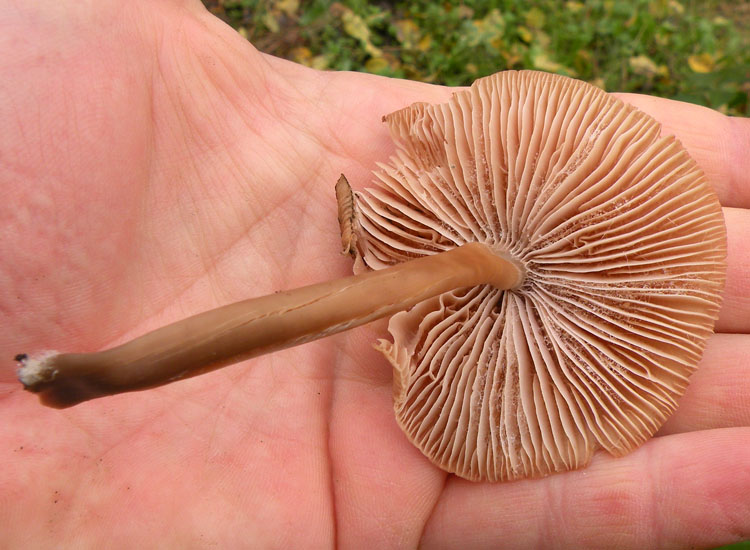 In giardino: Mycena galericulata?